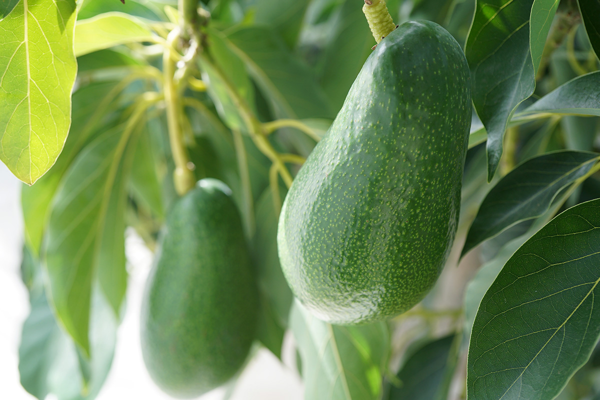 HONWAKA avocado（ほんわかアボカド）の樹上で育つ国産アボカド。