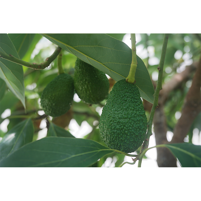 ほんわかアボカド園で育つハスアボカドの果実｜Hass Avocado