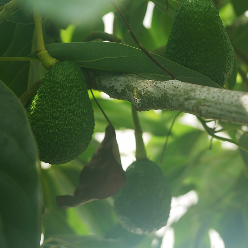 ほんわかアボカド園のハスアボカドの樹に実る果実｜Hass Avocado Tree